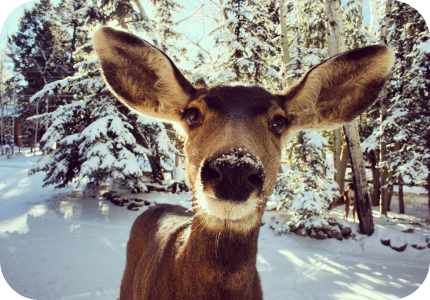 Deer image